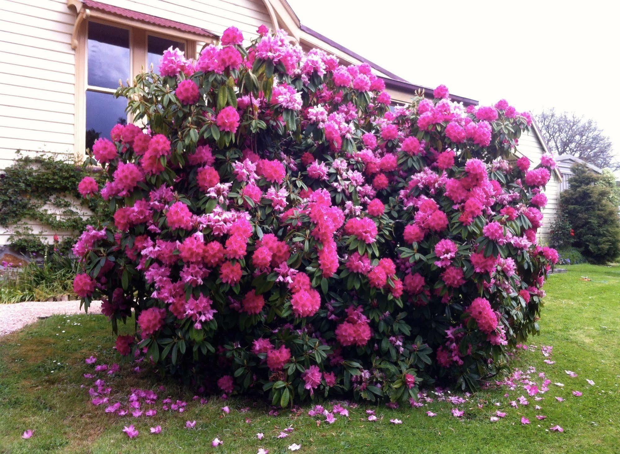 Bed and Breakfast Cambridge House Breakfast & Bed Geeveston Exterior foto